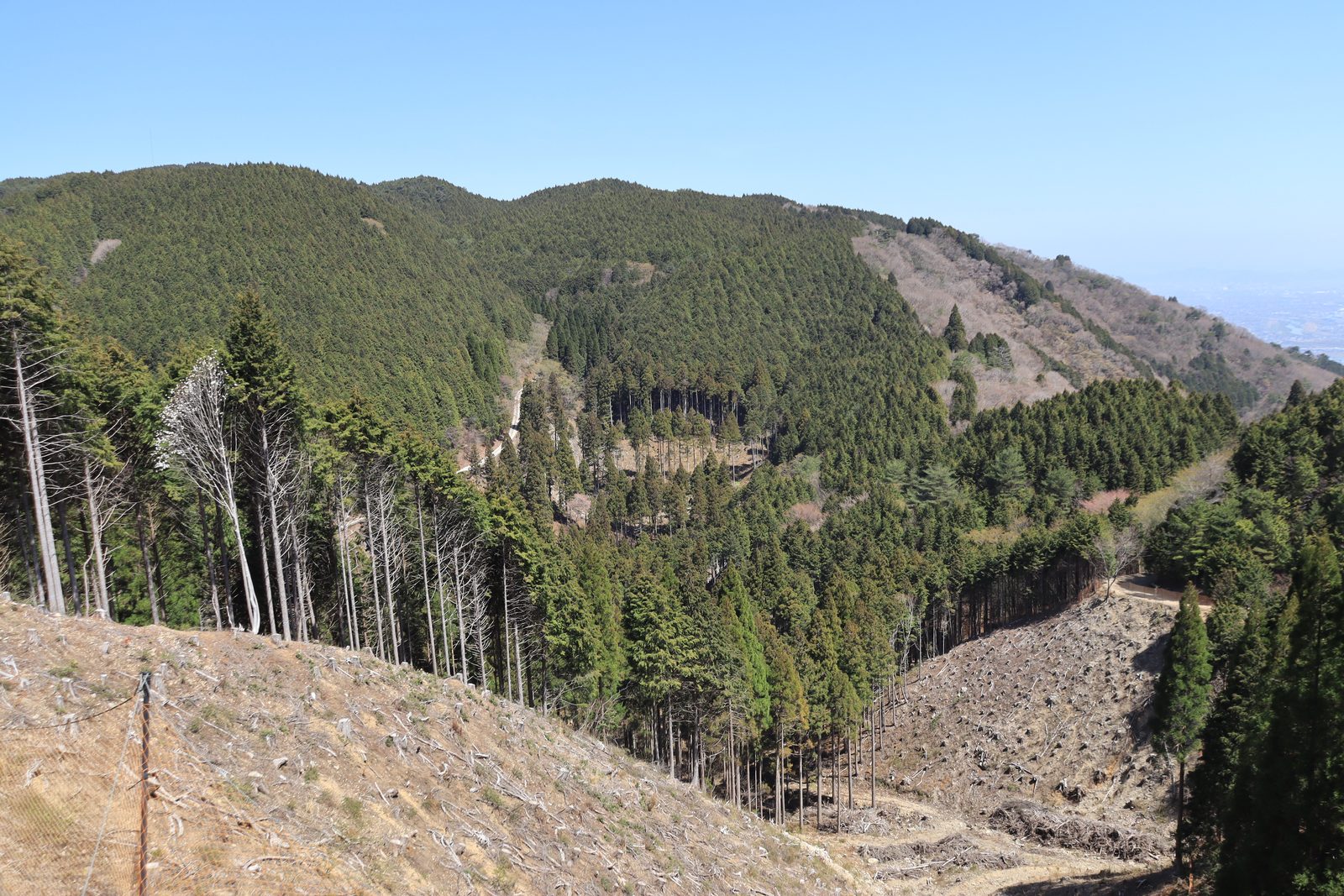 スギ・ヒノキの人工林と伐採の跡が見える山の斜面